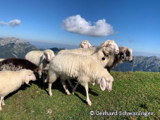 Ammergebirge Almweide