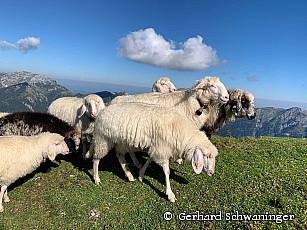 Ammergebirge Almweide