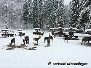 Ammergebirge Rotwildfuetterung