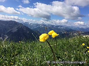 Ammergebirge Trollblume