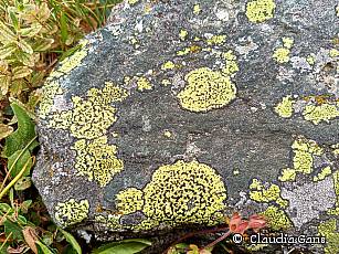 Naturführung Claudia Gans